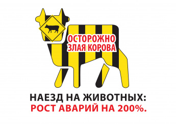 Осторожно! Злая Корова! Наезд на животных: рост аварий на 200%